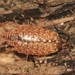 Philosciid Woodlice - Photo (c) John, some rights reserved (CC BY-NC), uploaded by John