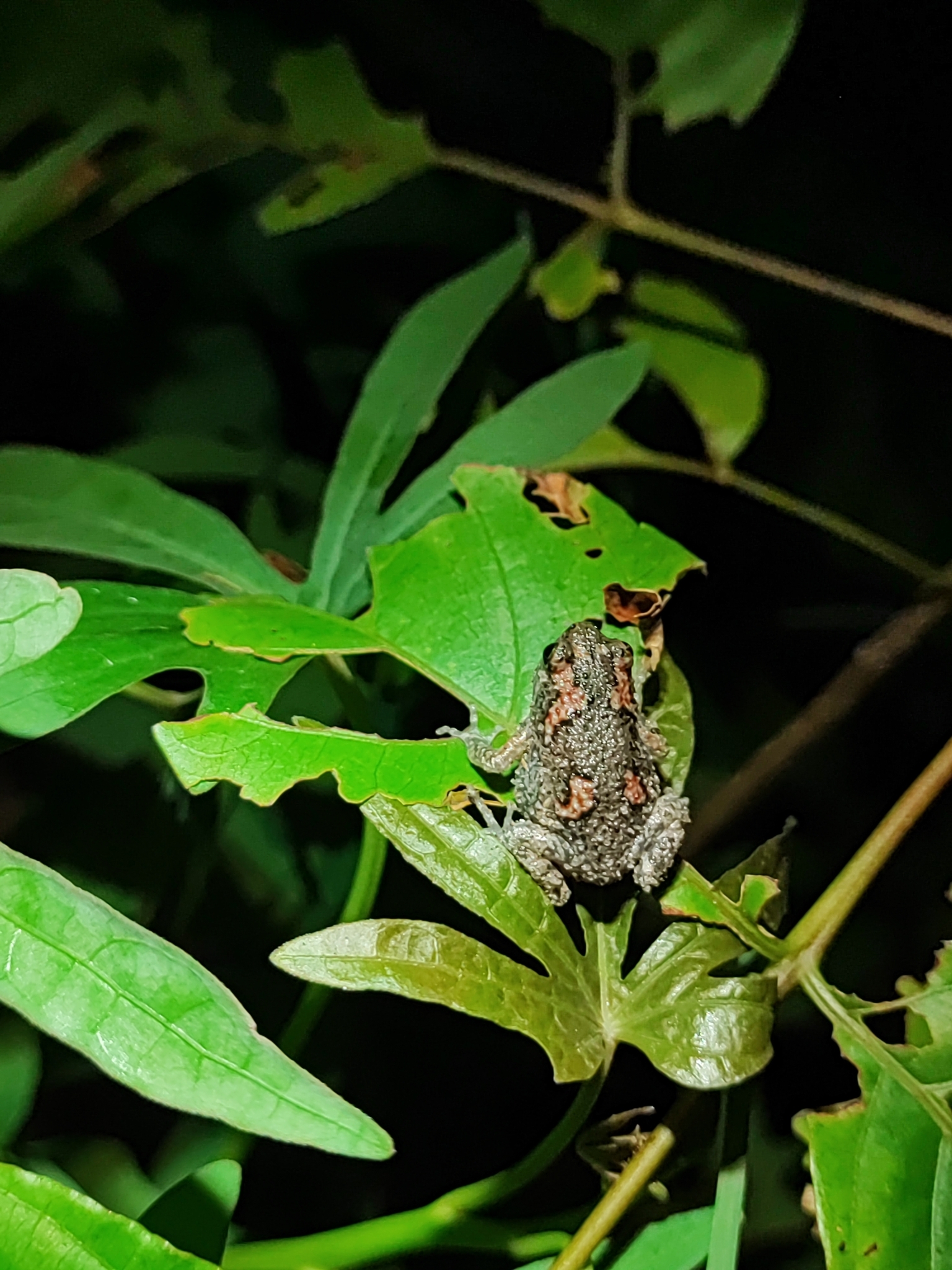 Painted Balloon Frog