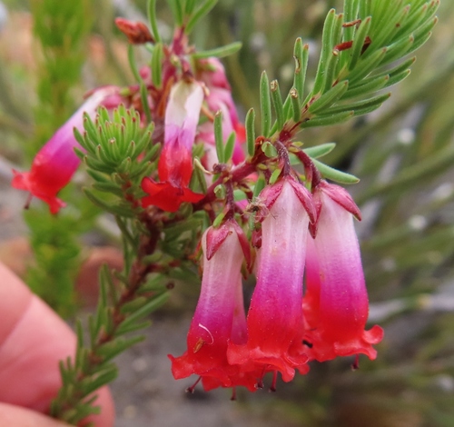 Erica regia Bartl.