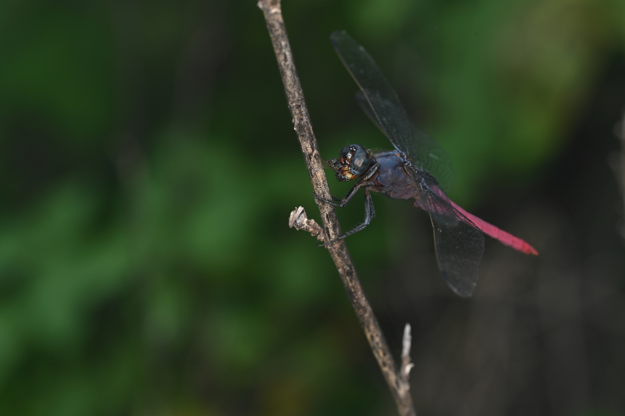 Crimson-Tailed Marsh Hawk