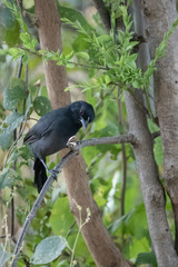 Laniarius funebris
