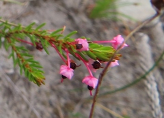 Erica rubiginosa