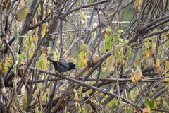 Laniarius funebris