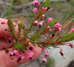 Erica rubiginosa