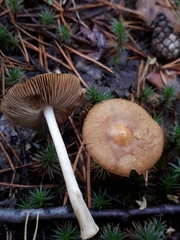 Pseudosperma flavellum