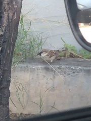 Passer domesticus