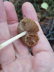 Pseudosperma flavellum