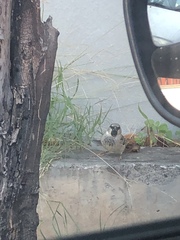 Passer domesticus