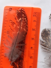 Lagopus lagopus scotica