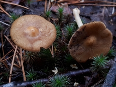 Pseudosperma flavellum