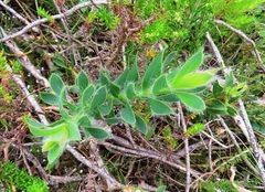 Liparia splendens comantha