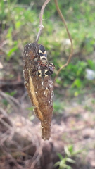 Oncopeltus unifasciatellus