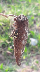 Oncopeltus unifasciatellus