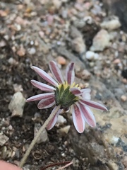 Bellium bellidioides