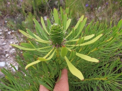 Leucadendron platyspermum