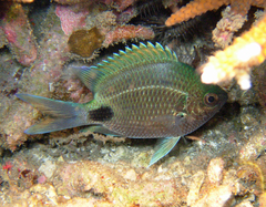 False-Eye Damsel photo 3