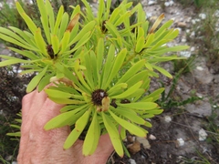 Leucadendron platyspermum
