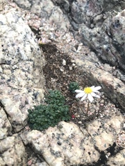 Bellium bellidioides