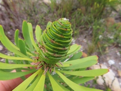Leucadendron platyspermum