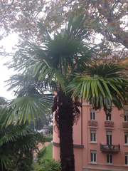 Trachycarpus fortunei