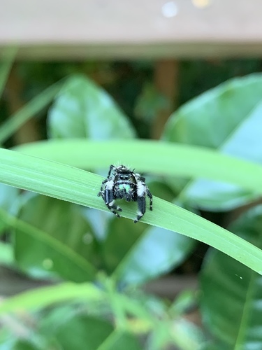 canopy jumping spider