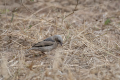 Pseudonigrita arnaudi