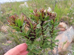 Lobostemon sanguineus