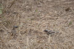 Pseudonigrita arnaudi