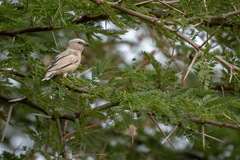 Pseudonigrita arnaudi