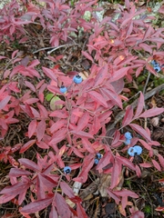 Vaccinium boreale