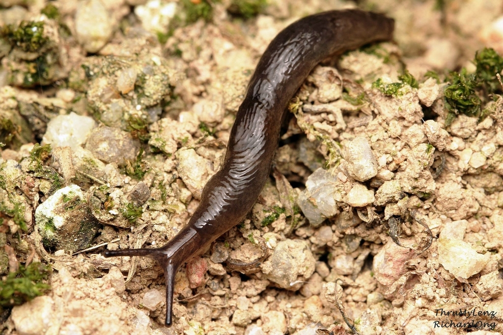 Babosa de pantano (Deroceras laeve) · iNaturalist Mexico