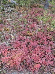 Vaccinium boreale