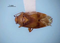Tropidosteptes canadensis