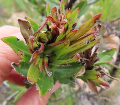 Lobostemon sanguineus