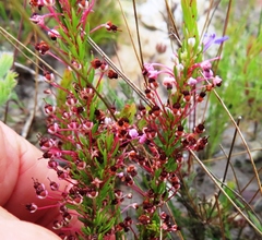 Erica rubiginosa