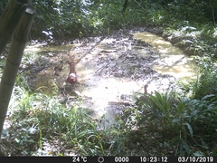 Syrmaticus soemmerringii