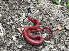 Coniophanes melanocephalus