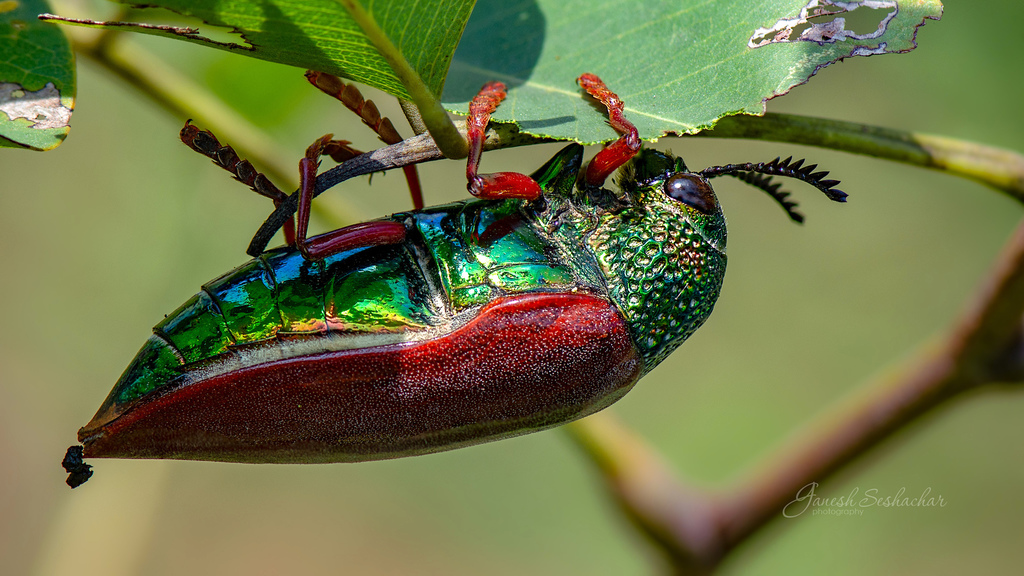 Sternocera chrysis