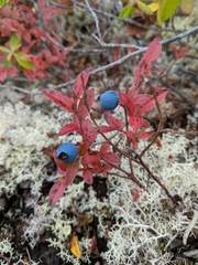 Vaccinium boreale