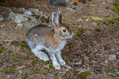 Snowshoe Hare photographed in Michigan