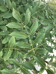 Fraxinus ornus
