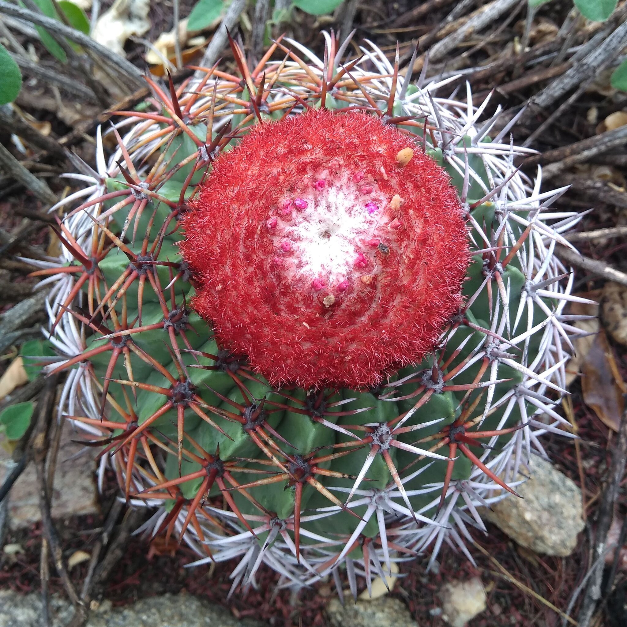 Melocactus zehntneri