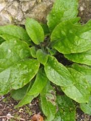 Pentaglottis sempervirens