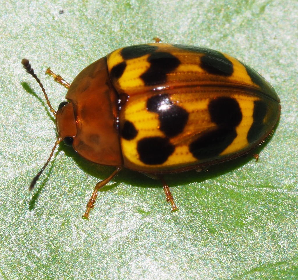 Iphiclus kourouensis