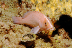 Black-Arse Cod photo 3