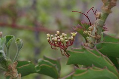 Cyphostemma quinatum