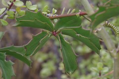 Cyphostemma quinatum