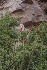 Pelargonium inquinans