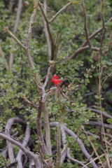 Pelargonium inquinans