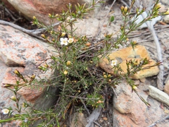 Lachnaea filicaulis